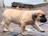 Boerboel Puppies For Sale