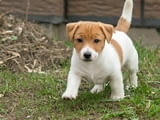 Male and Female Jack Russell Terrier Puppies