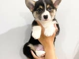 Welsh Corgi Puppies for sale