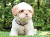 Shih Tzu Puppies for Sale