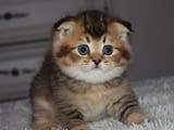 Scottish Fold Kittens for sale