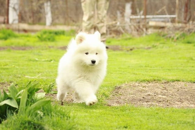 Samoyed puppies For Sale Другa, 3 Months, Vaccinated - Yes - city of Sofia | Dogs - снимка 1