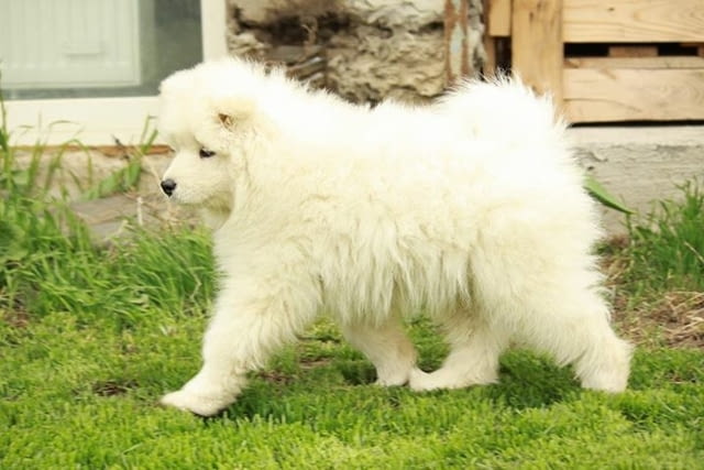 Samoyed puppies For Sale Другa, 3 Months, Vaccinated - Yes - city of Sofia | Dogs - снимка 2