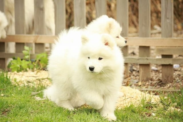 Samoyed puppies For Sale Другa, 3 Months, Vaccinated - Yes - city of Sofia | Dogs - снимка 3