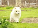 Samoyed puppies For Sale