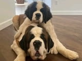 Saint Bernard Puppies for Sale