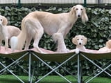 Saluki Puppies available