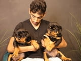 Rottweiler Puppies Available for sale