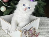 Ragdoll kittens for adoption