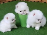 Teacup Pomeranian