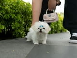 Teacup Maltese Puppies