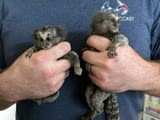 Marmoset Monkeyс