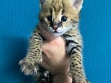 4 Serval Kittens