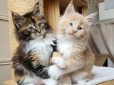 Maine Coon Kittensс