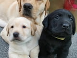 Labrador Puppies