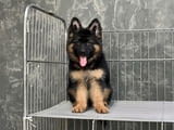 German Shepherd Puppiesц