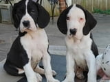 Great Dane Puppies for Adoption