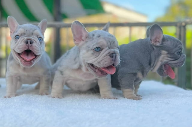 French Bulldog Puppies . 3 Months, Vaccinated - Yes - city of Sofia | Dogs - снимка 2