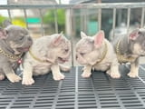 French Bulldog Puppies .