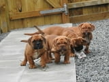 Dogue De Bordeaux Puppies