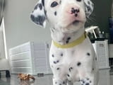 Dalmatian puppies now ready for a new home