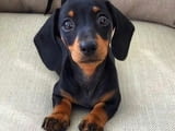 Dachshund puppies For Sale