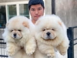 Chow chow puppies for Sale