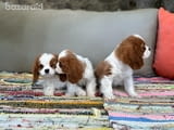 Cavalier King Charles Spaniel puppies for Sale