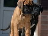 BullMastiff Puppies For Sale