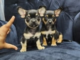 Chihuahua puppies for Sale