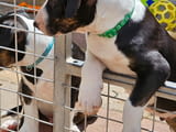 Bull terrier Puppies