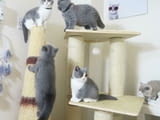 British shorthair kittens for Sale