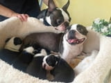 Boston Terrier Puppies For New Homes