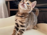 Bengal Kittens for sale