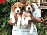 Beagle Puppies for Adoption