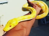 Albino Python ball snakes for sale.