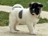 Akita Puppies Available Now