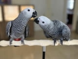 Talking African Grey Parrots for sale