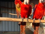 Scarlet Macaw Parrots for sale