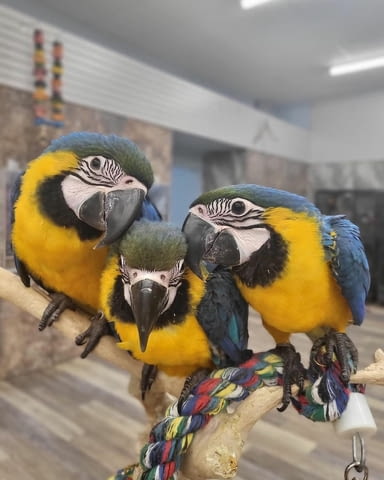 Pair of Blue and Gold Macaws For Sale Parrot, 1 year - city of Sofia | Birds & Exotic - снимка 1