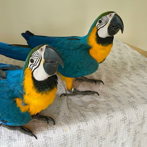 Pair of Blue and Gold Macaws For Sale Parrot, 1 year - city of Sofia | Birds & Exotic - снимка 2