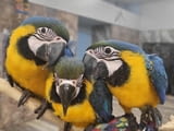 Pair of Blue and Gold Macaws For Sale