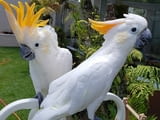 Sulphur-crested Cockatoo Parrots For Sale