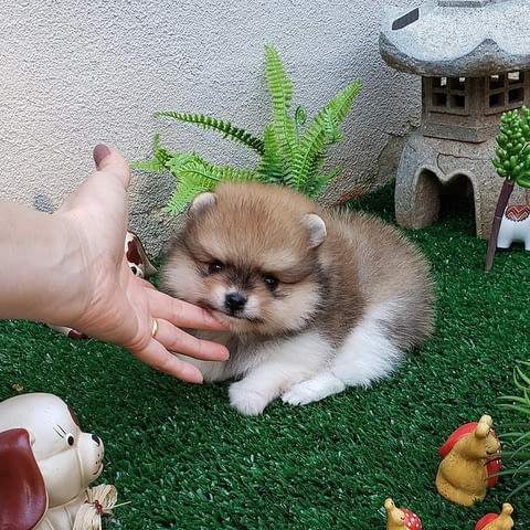 Available for sale, Pomeranian puppies 2 Months, Vaccinated - Yes, Dewormed - Yes - city of Sofia | Dogs - снимка 1