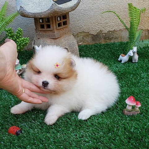 Available for sale, Pomeranian puppies 2 Months, Vaccinated - Yes, Dewormed - Yes - city of Sofia | Dogs - снимка 2