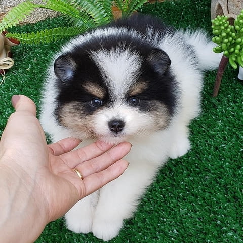 Available for sale, Pomeranian puppies 2 Months, Vaccinated - Yes, Dewormed - Yes - city of Sofia | Dogs - снимка 3