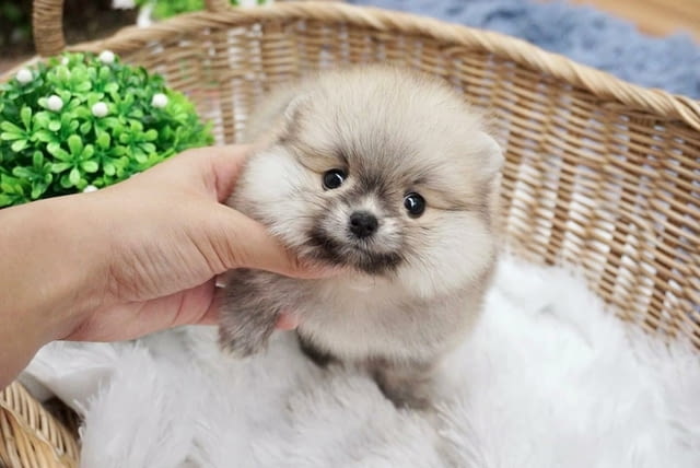 Available for sale, Pomeranian puppies 2 Months, Vaccinated - Yes, Dewormed - Yes - city of Sofia | Dogs - снимка 4
