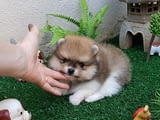 Available for sale, Pomeranian puppies