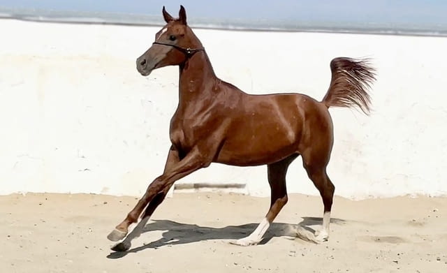 Registered purebred Arabian Horses for sale - city of Sofia | Other - снимка 1