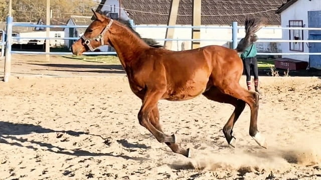 Registered purebred Arabian Horses for sale - city of Sofia | Other - снимка 2